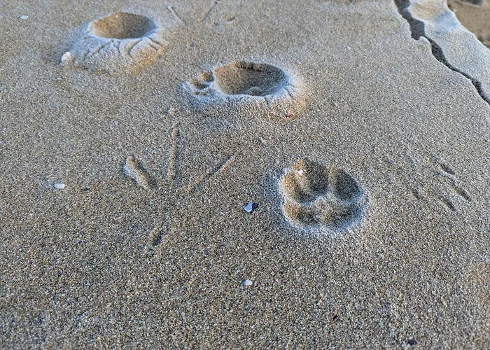 къщички морски светулки Sinemoretz