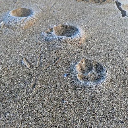 къщички морски светулки Sinemorec